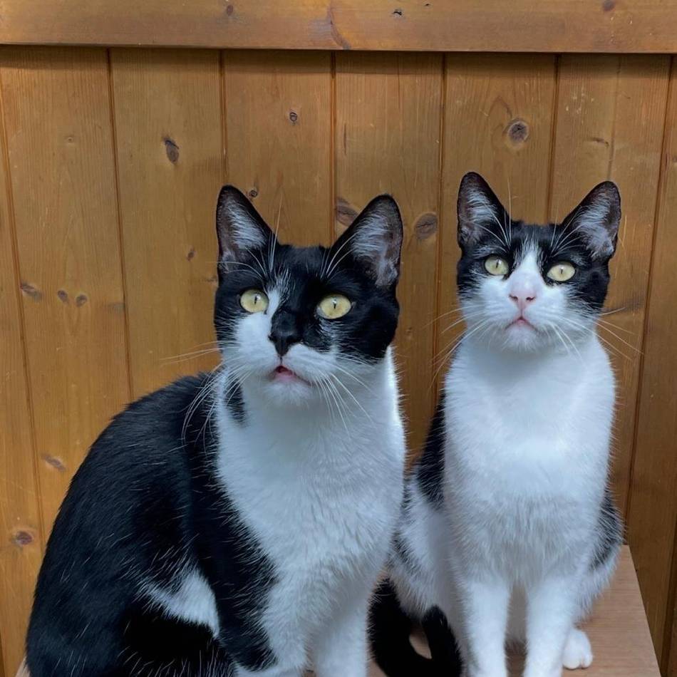 „Tiere der Woche“ in Wermelskirchen: Kater mit Charme – Schwester mit Stil