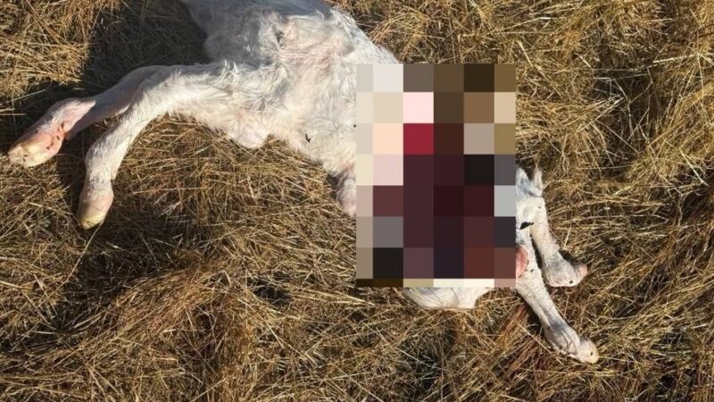 Nur wenige Stunden altes Kalb tot gefunden: „Wir gehen davon aus, dass es ein Wolf gewesen sein könnte“