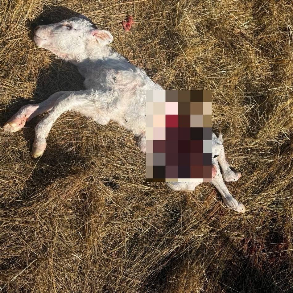 Nur wenige Stunden altes Kalb tot gefunden: „Wir gehen davon aus, dass es ein Wolf gewesen sein könnte“