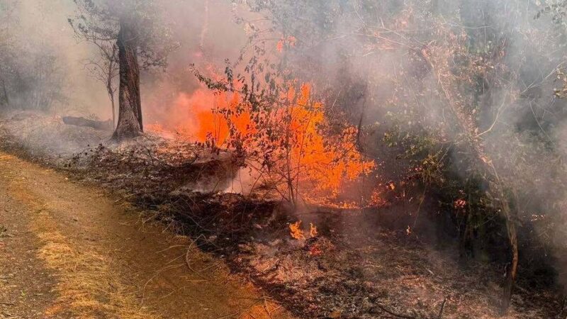 Alarm am Freitagmorgen: Feuerwehrkräfte aus dem Kreis rücken zum Waldbrand im Hürtgenwald aus