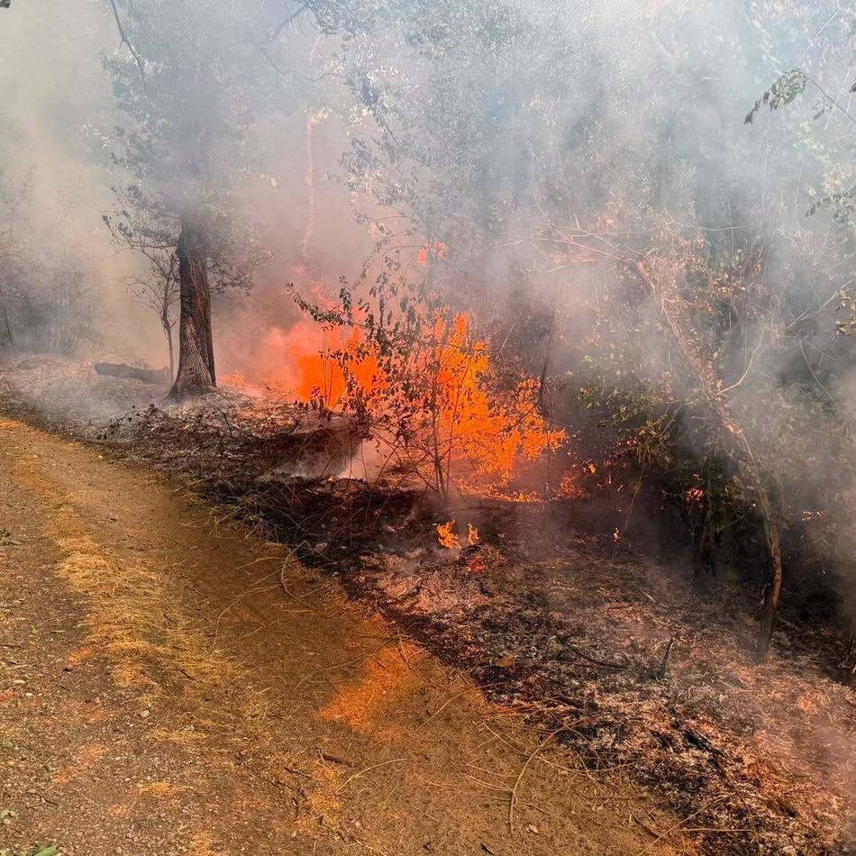 Alarm am Freitagmorgen: Feuerwehrkräfte aus dem Kreis rücken zum Waldbrand im Hürtgenwald aus