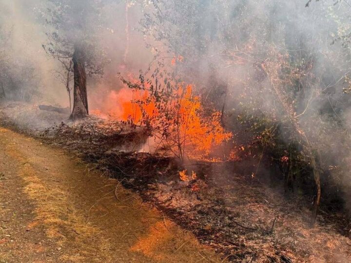 Längerer Einsatz: Feuerwehren aus Erkrath, Mettmann und Wülfrath helfen bei Waldbrand im Kreis Düren