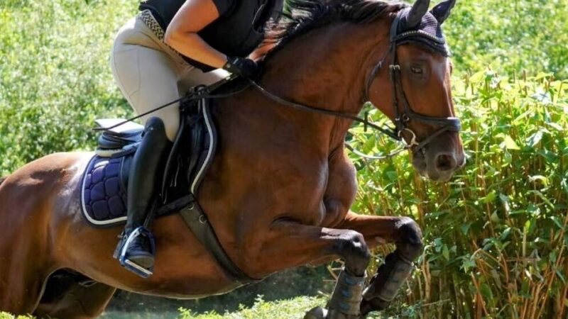 Reitturnier in Niederkrüchten: Melanie Zallmann springt beim Sommerturnier zum Sieg