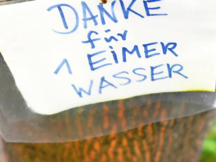 Die TBV stellen kostenlos Bewässerungssäcke zur Verfügung: Gießpaten für Velberts Straßenbäume