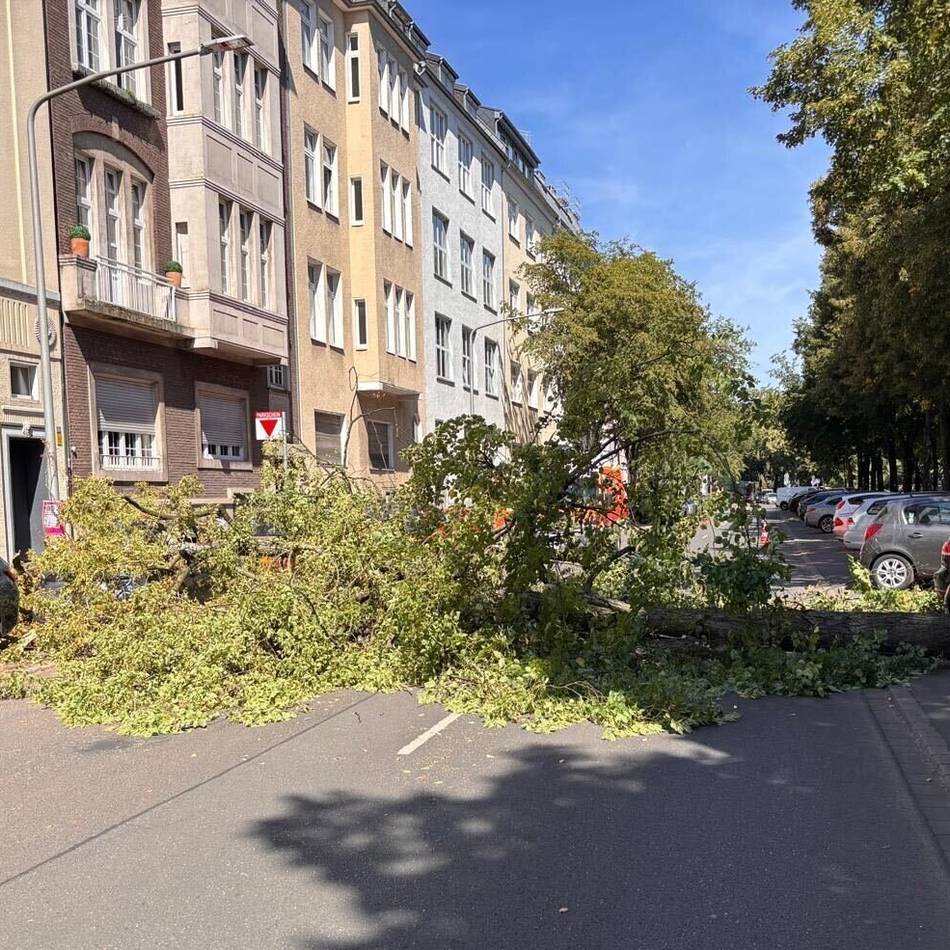 Vorfall in Düsseldorf-Pempelfort: Baum stürzt quer über die Straße und trifft zwei Autos