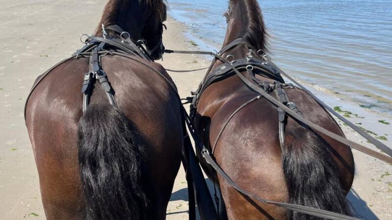 Geheimtipps für das niederländische Eiland: Warum die Deutschen den Urlaub auf Ameland so sehr lieben
