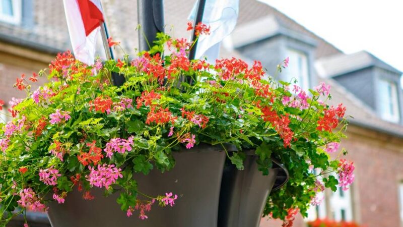 Jetzt sind Unterstützer gesucht: Blumenampeln für 10.000 Euro in Dormagen