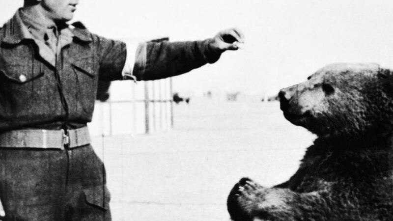 Ausstellung in Groesbeek: Ein Bär an der Front – wie ein Tier zum Kriegshelden wurde
