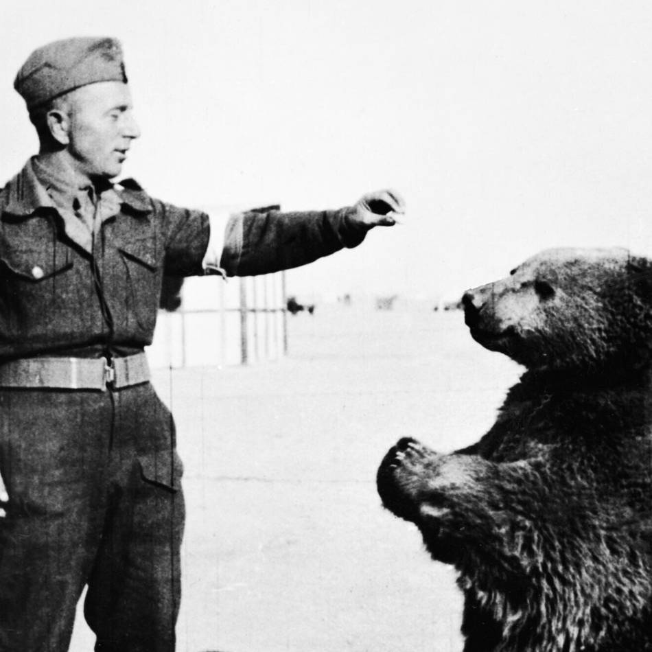 Ausstellung in Groesbeek: Ein Bär an der Front – wie ein Tier zum Kriegshelden wurde