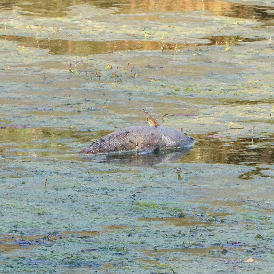 Großeinsatz in Düsseldorf: Drohendes Fischsterben – Feuerwehr pumpt 50 Millionen Liter Wasser in Altrheinarm