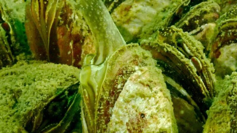 Krebspest und Quaggamuschel: Invasive Arten bedrohen Talsperren im Bergischen