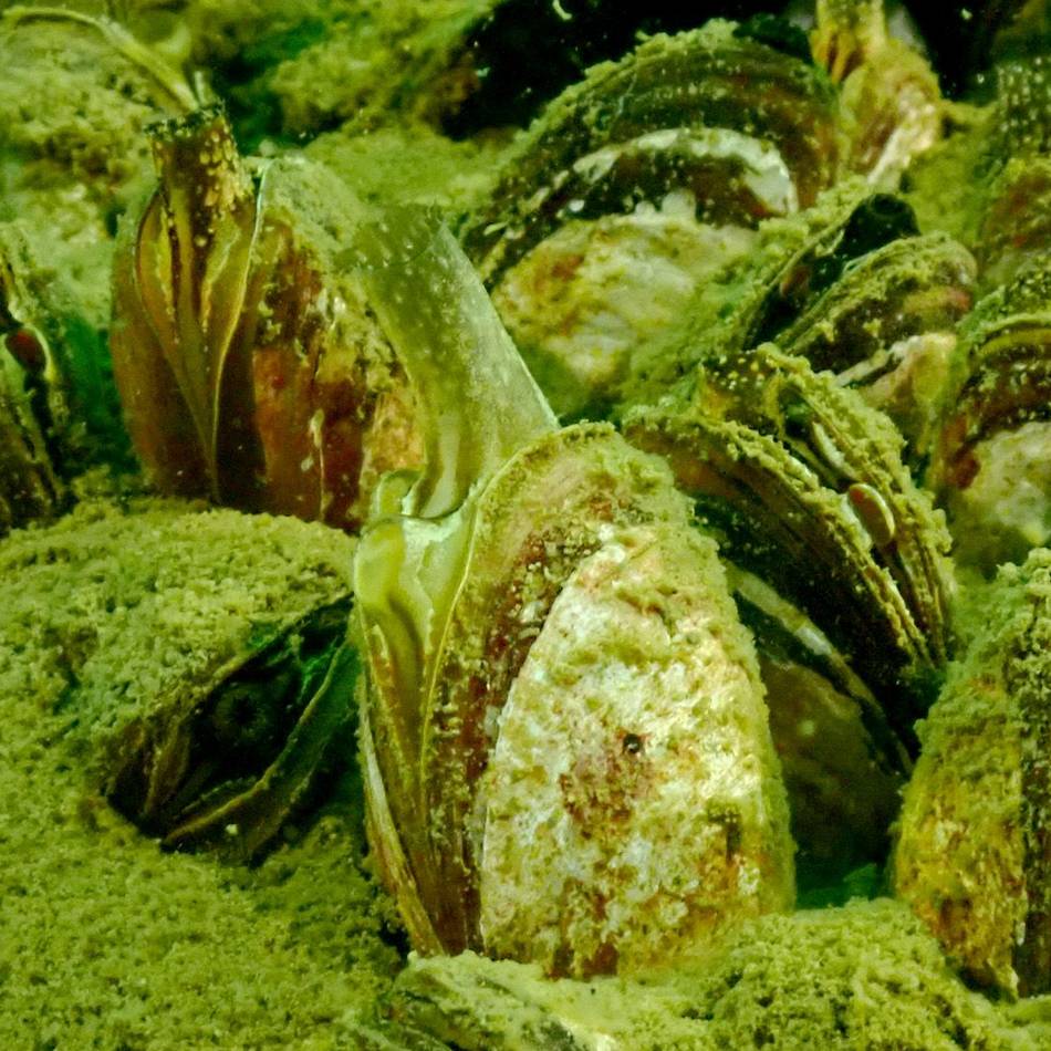 Krebspest und Quaggamuschel: Invasive Arten bedrohen Talsperren im Bergischen
