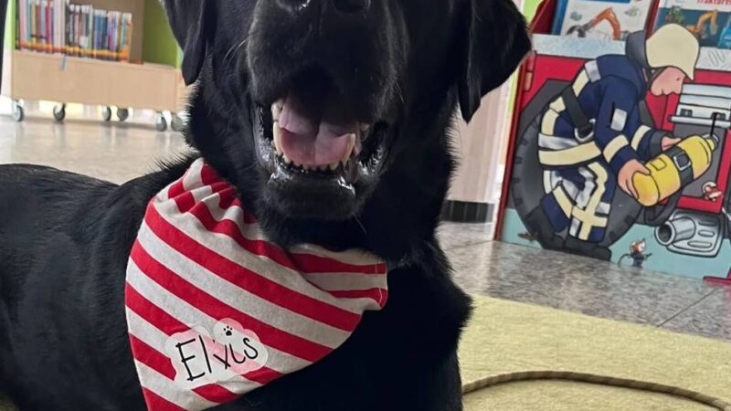 Ein Kinderfreund: Elvis unterstützt als Vorlesehund Gocher Kinder beim Lesenlernen