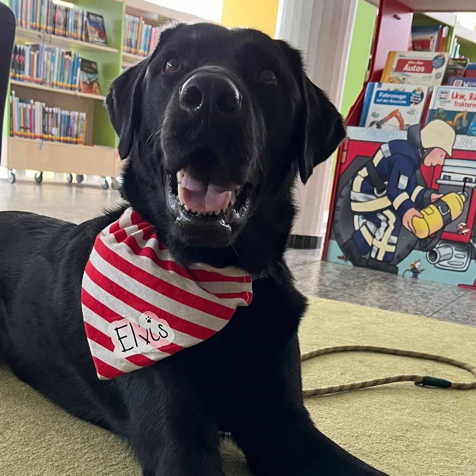 Ein Kinderfreund: Elvis unterstützt als Vorlesehund Gocher Kinder beim Lesenlernen