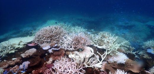Korallenriffe haben kaum noch Zeit zur Erholung – auch wegen Klimaphänomen El Niño