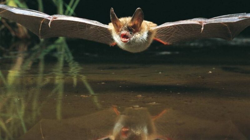 Schlosspark in Neersen: Nabu lädt zur „Batnight“ mit Fledermaussuche ein