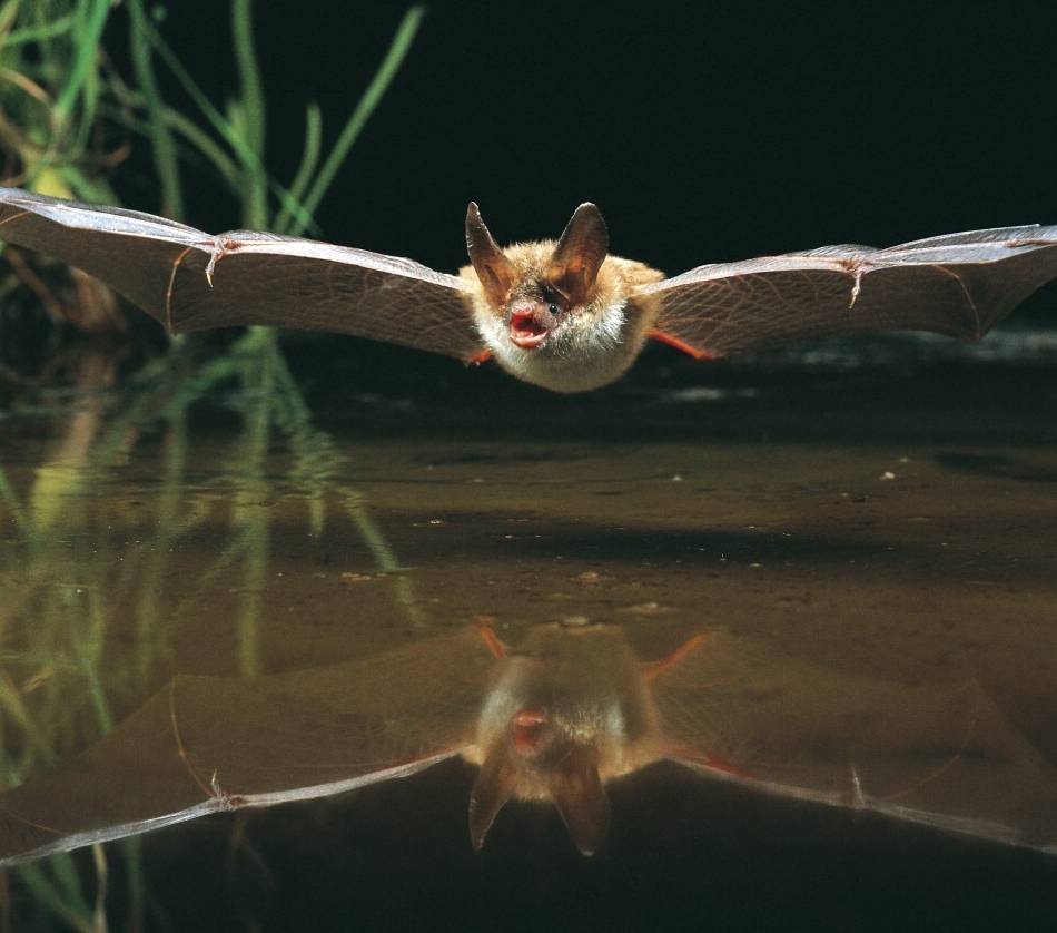 Schlosspark in Neersen: Nabu lädt zur „Batnight“ mit Fledermaussuche ein
