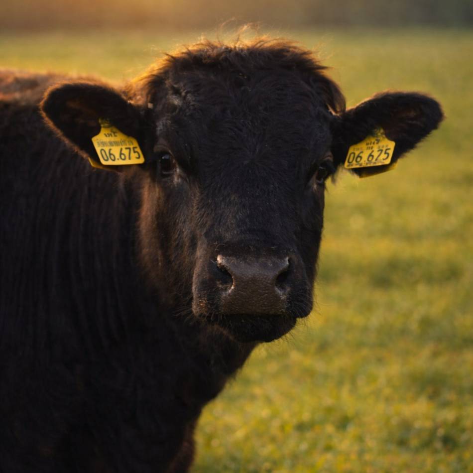 Handwerk aus Düsseldorf : Wasabi ist der beste Zuchtbulle Europas – „Jeder soll in den Genuss von Wagyu kommen“