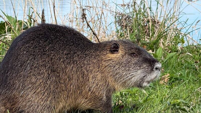 Erftverband gibt Entwarnung: Nutrias in Jüchen – Jäger fangen Tiere vor Gierath ab