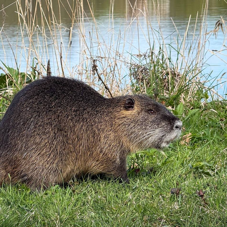 Erftverband gibt Entwarnung: Nutrias in Jüchen – Jäger fangen Tiere vor Gierath ab
